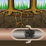 Tree Roots in Drains: Causes, Risks, and Removal Solutions