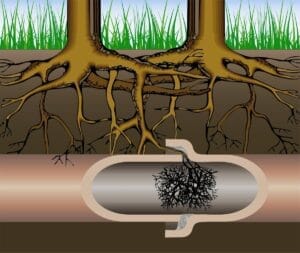 Tree Roots in Drains: Causes, Risks, and Removal Solutions