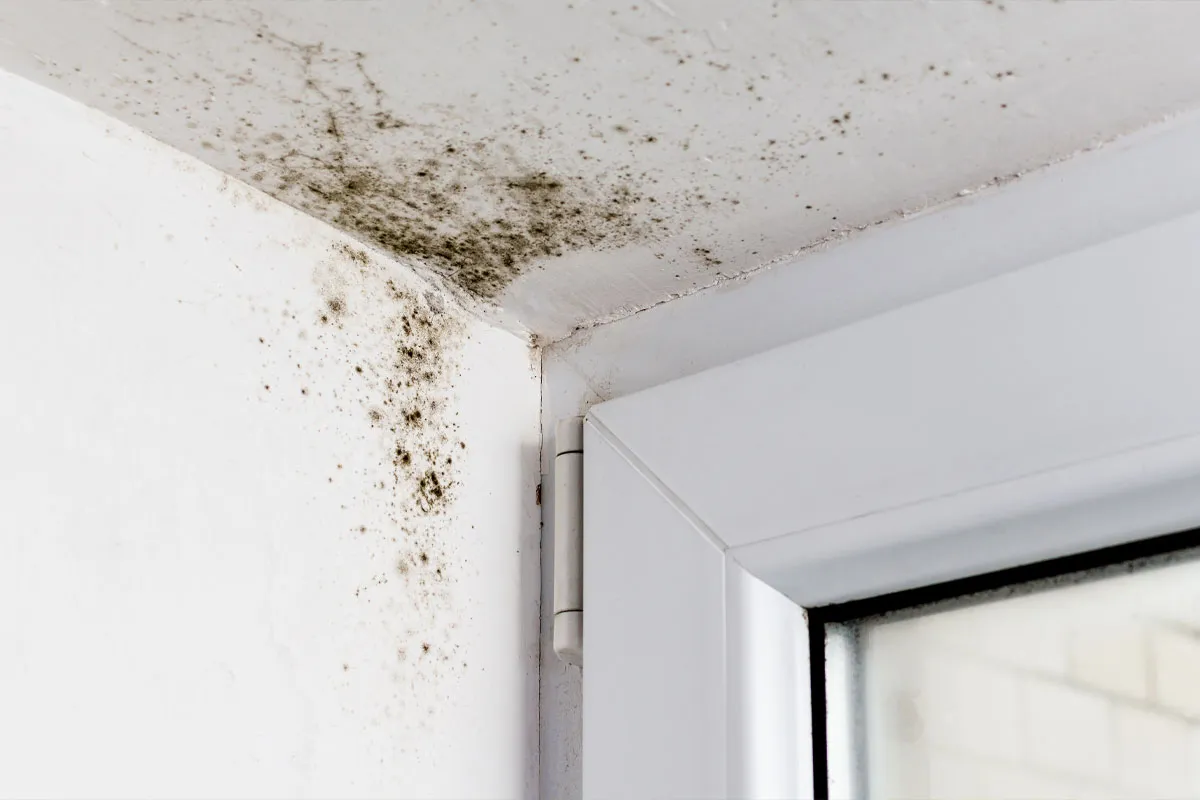 Can Blocked Drains Cause Damp or Mould in the Home?
