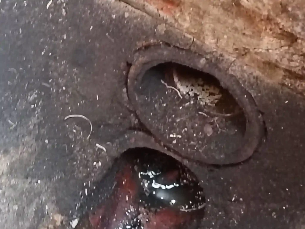 A completely unblocked and fast-flowing kitchen sink after professional drain cleaning in Orpington.