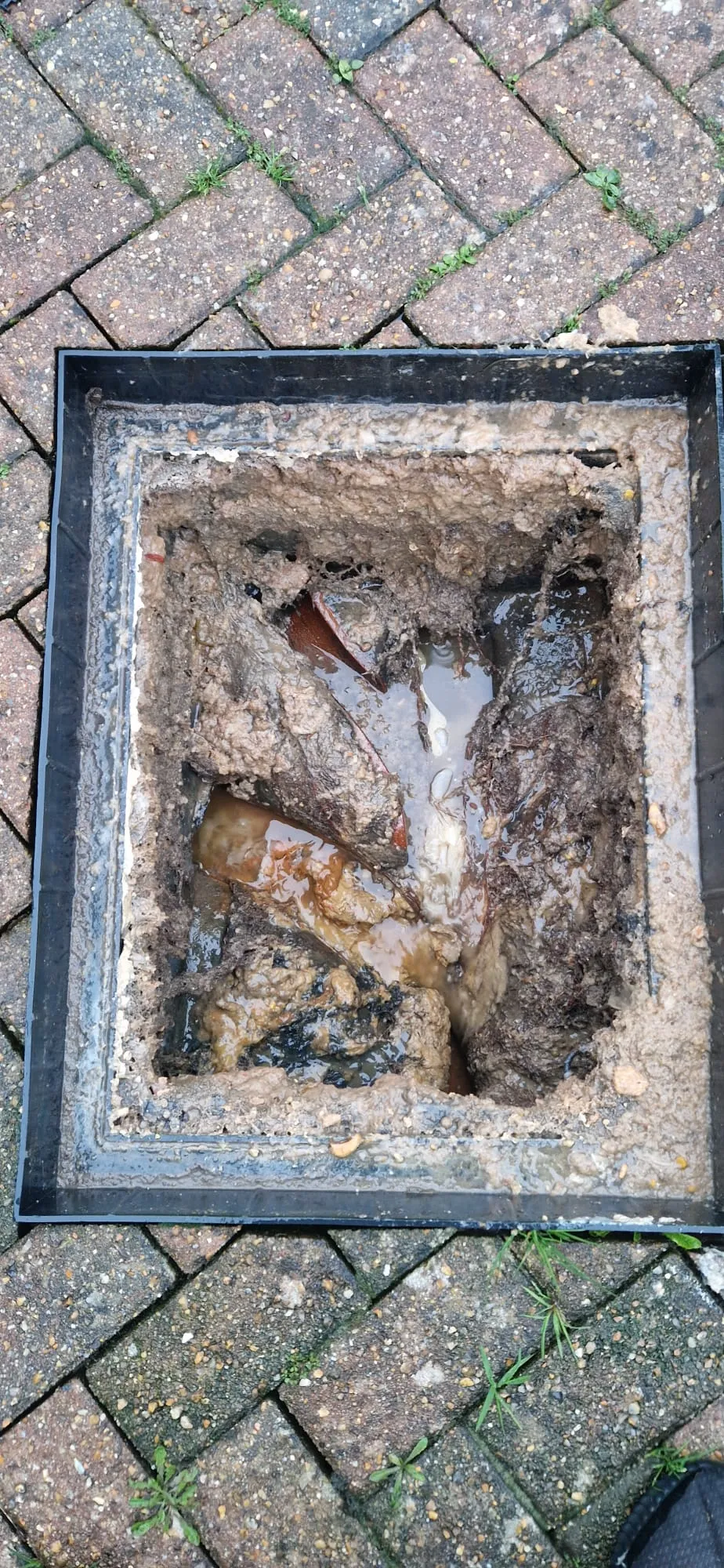 tree root intrusion inside 100mm clay drain pipe, common in South East England Victorian homes