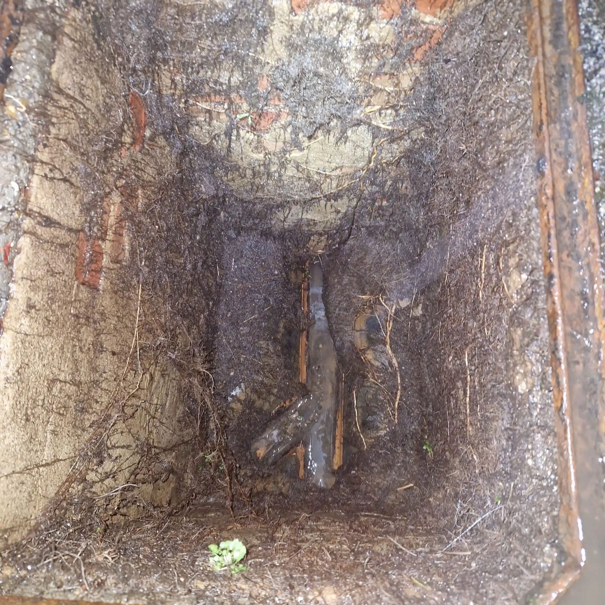 close-up of tree root ingress inside a residential sewer pipe discovered during a CCTV drainage survey in Surrey