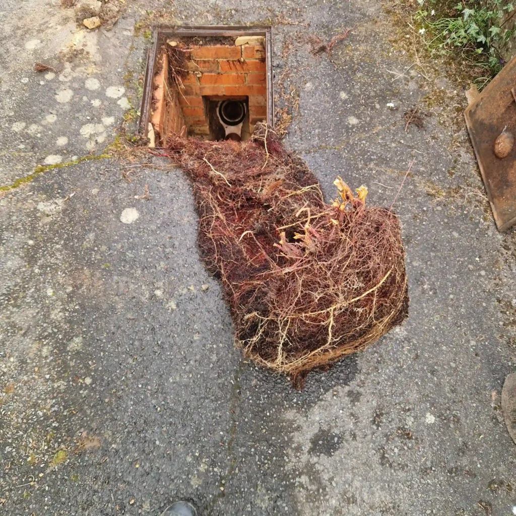 Large tree roots removed from blocked drain in Coulsdon by Drainage & Plumbing Ltd