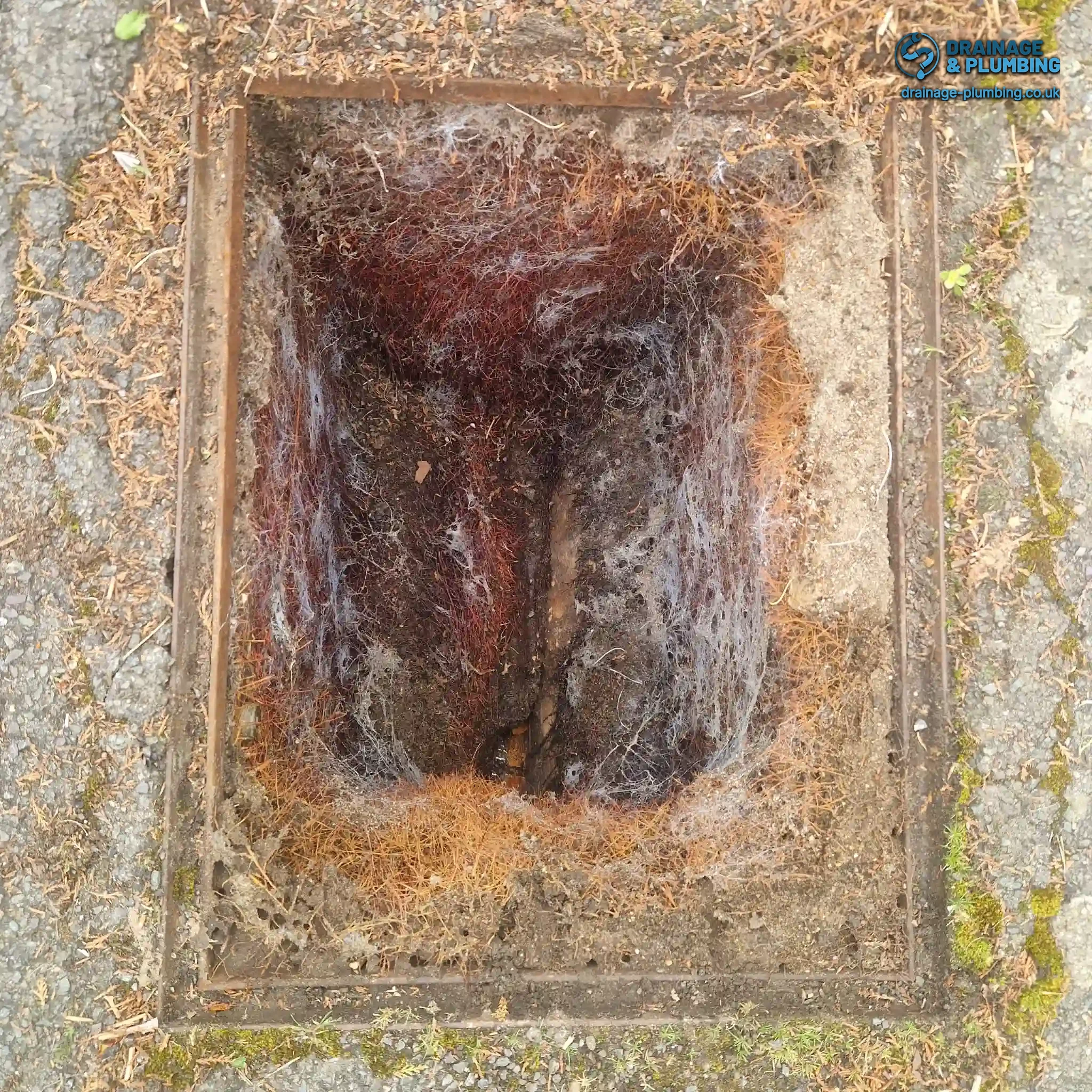 Signs of a Blocked Drain in 2026: What Actually Works 11 Engineer arriving to investigate tree root intrusion causing a blocked drain in South London