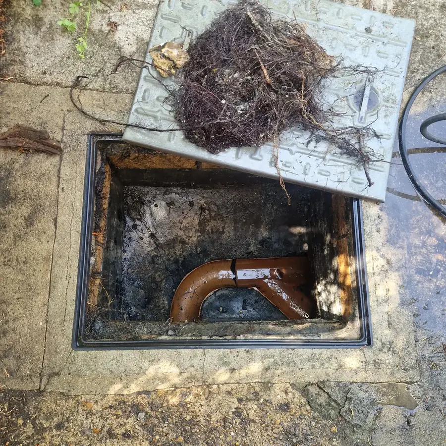 The same chamber after clearing, with the pipe and channel visible again and the root mass lifted out onto the cover