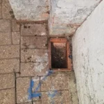 Drain Flies in the Bathroom: What Causes Them and How to Get Rid of Them