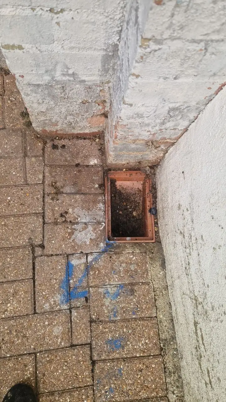 Drain Flies in the Bathroom: What Causes Them and How to Get Rid of Them