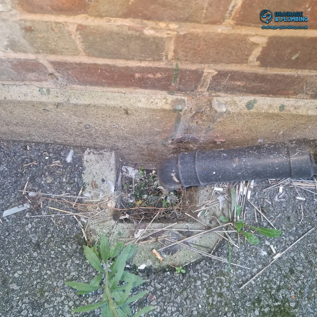 Downpipe outlet and outside gully with vegetation at a Sutton Court Road drainage job